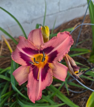Daylily