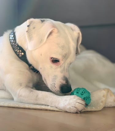 WinDog - Sandrine Géraud - Comportementaliste canin