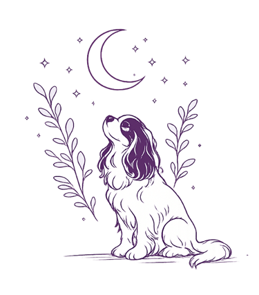 Cavalier King Charles Spaniel illustration sitting under a crescent moon and stars.