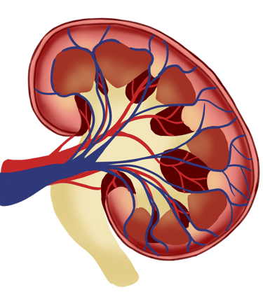 Kidney Diseases Ayurveda Treatment