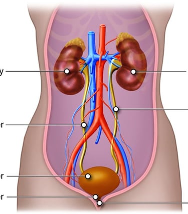 Urology Ayurveda Treatment