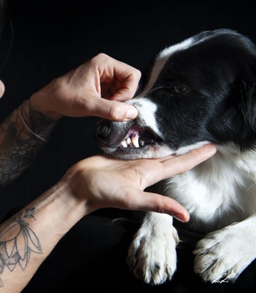 Manipuler mon chien soins 