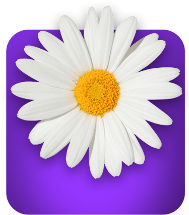 a white daisy flower on a purple background