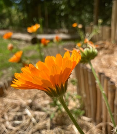 Gestiona tu salud de forma natural y armoniosa, Holistic Therapy