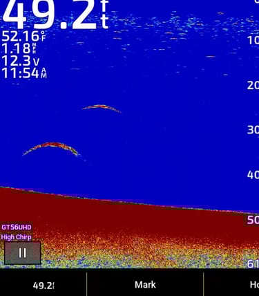 lake trout on 2D CHIRP