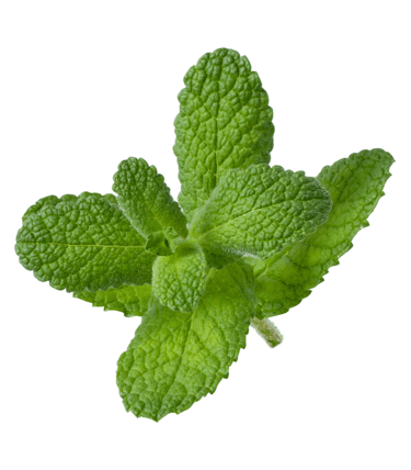 a single leaf of minty minty mint leaves