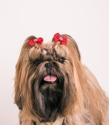 a dog with a bandheadannaise on it's 