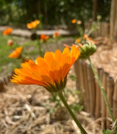 Gestiona tu salud de forma natural y armoniosa, Holistic Therapy