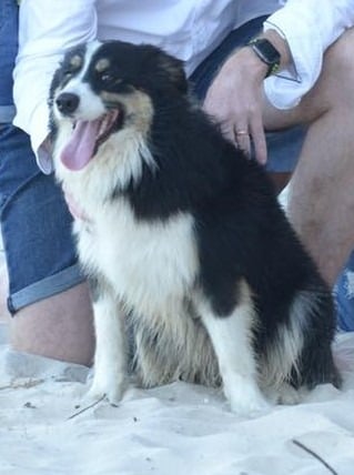 tri black border collie puppies 
