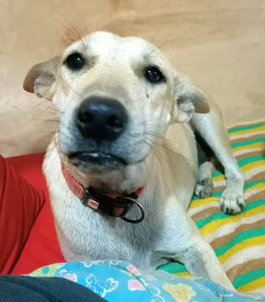 bali dog, dog