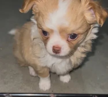 Cream White long coat AKC Chihuahua puppy from Louisiana breeder Guys Cajun Paws