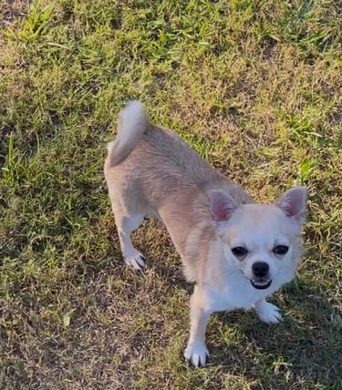 Lolly the fawn and white AKC Louisiana Chihuahua—champion-line girl looking up from grass