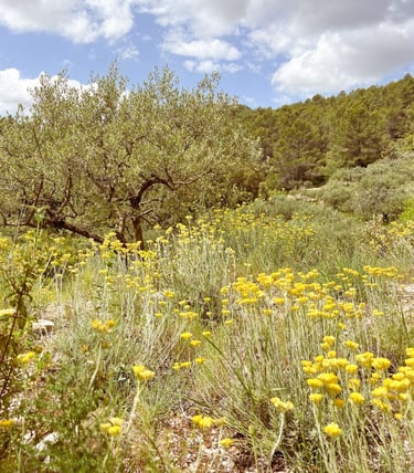 Paysage provençal de Garrigue