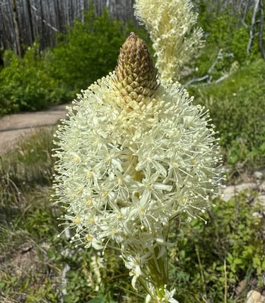 Bear Grass (Xerophyllum tenax)