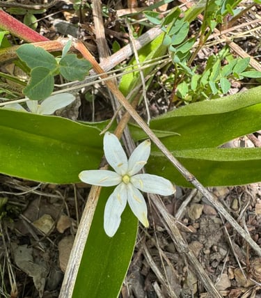 Queen’s Cup (Clintonia uniflora)