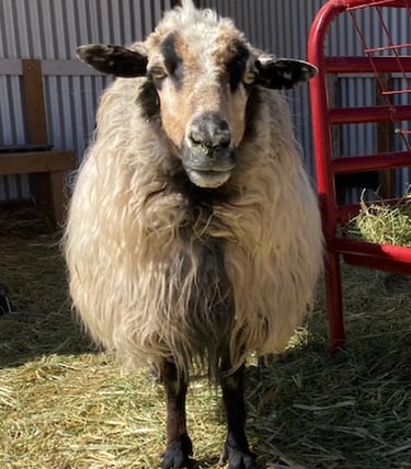 A Navajo-Churro ewe sheep standing by a red hay feeder