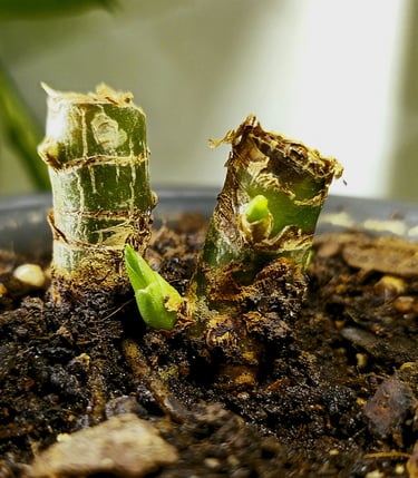 Aglaonema Maria 14 Days After Stem Propagation