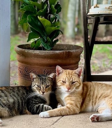 two cats are laying on the porch of a house