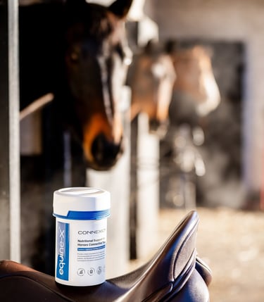 Horses in stables looking at a tub of connexion, a horse supplement for connective tissues