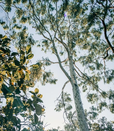 didgeridoo eucalyptus tree