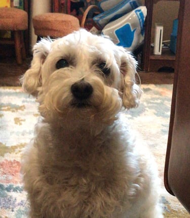 White dog sitting on a rug in a living room