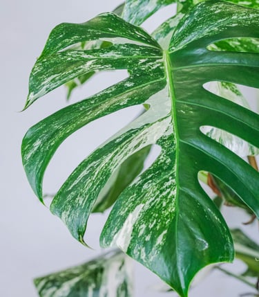 Semi-mature split leaf on a Monstera deliciosa Albo Variegata