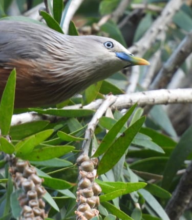 oiseau des montagnes
