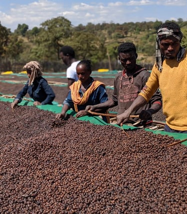 Cofee hand picking 