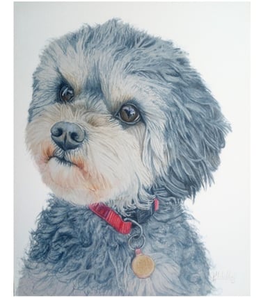 Pet Portrait Commissioned