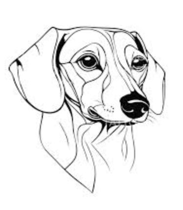 miniature dachshund New Zealand