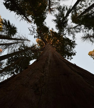 Photographie d'un arbre vue de bas en haut illustrant les ascendants