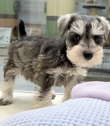 Snhauzer en adopcion espana