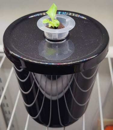 Day 15 of Buttercrunch Letture Growth