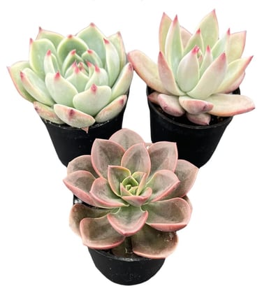 Echeveria succulent planted in fast-draining desert soil mix, ideal for low-water indoor succulent.
