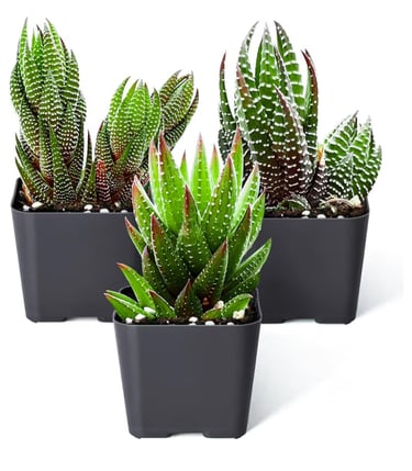 Haworthia succulent growing in gritty desert soil mix designed for proper drainage and root health.