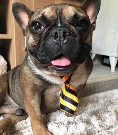 Looking after dogs, Dog Sitting in Risca, Rogerstone, Crosskeys, Highcross in South Wales, UK.