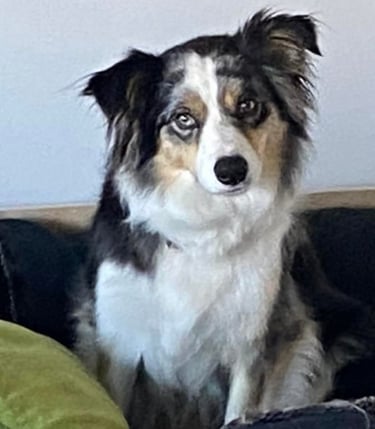 tri blue merle border collie puppies 