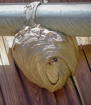 Wasp nest under the guttering