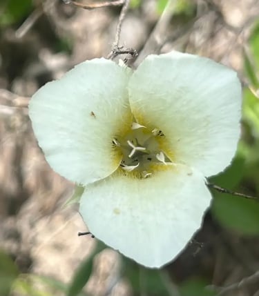 Mariposa Lily (Calochortus apiculatus)