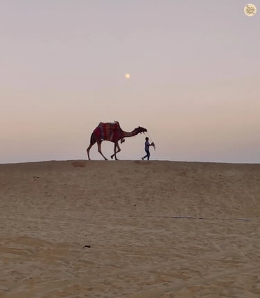 Camel in colorful attire walking through the Raisar sand dunes Bikaner at dusk