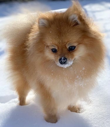 pomerania en argentina
