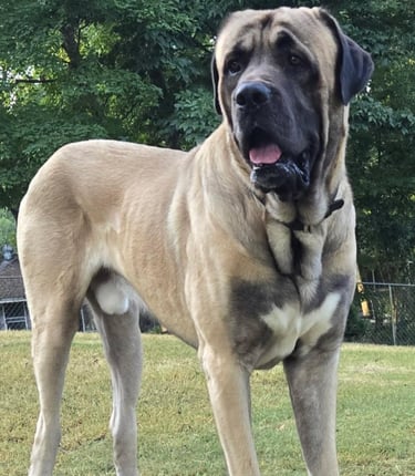 Dog#1