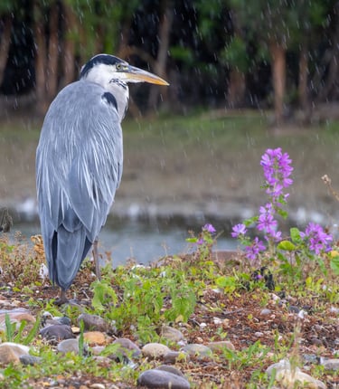 Grey Heron, London Wetland Centre
