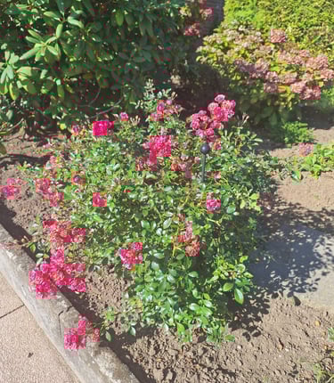 a Rose shrub fertilized the right way