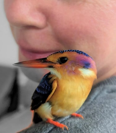 a rescued bird perched on Fran's shoulder