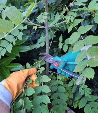 a person who trims a bush