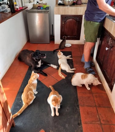 Dan standing in the kitchen with cats for dinner