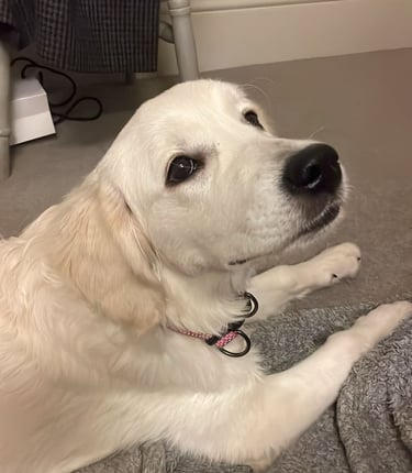 Sabrina's beautiful Golden retriever girl
