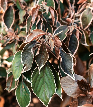 a dying shrub with multiple brown leaves