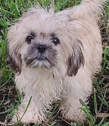 Teacup MalShi Male Puppy In Houston